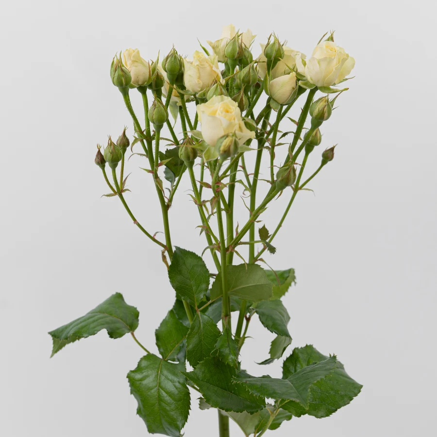 Ванилла Букет (Vanilla Bouquet)