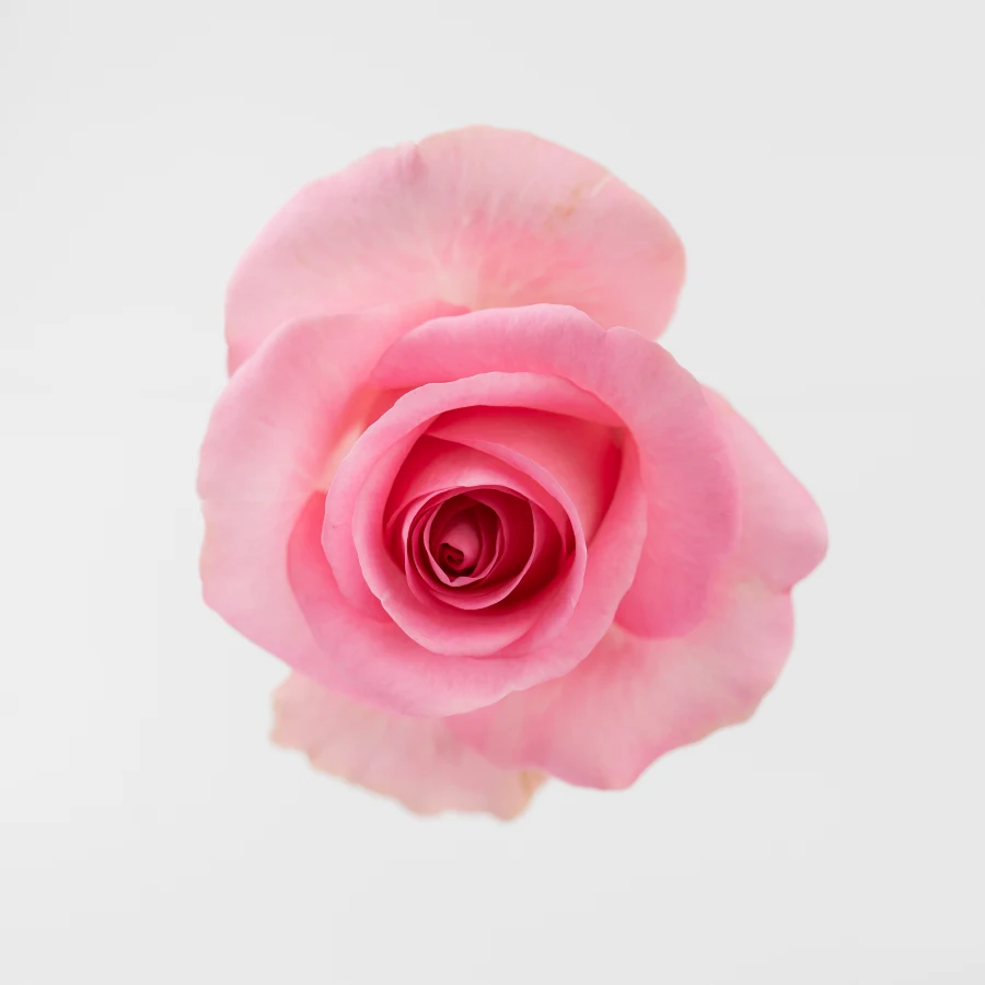 Ревайвл (Revival)