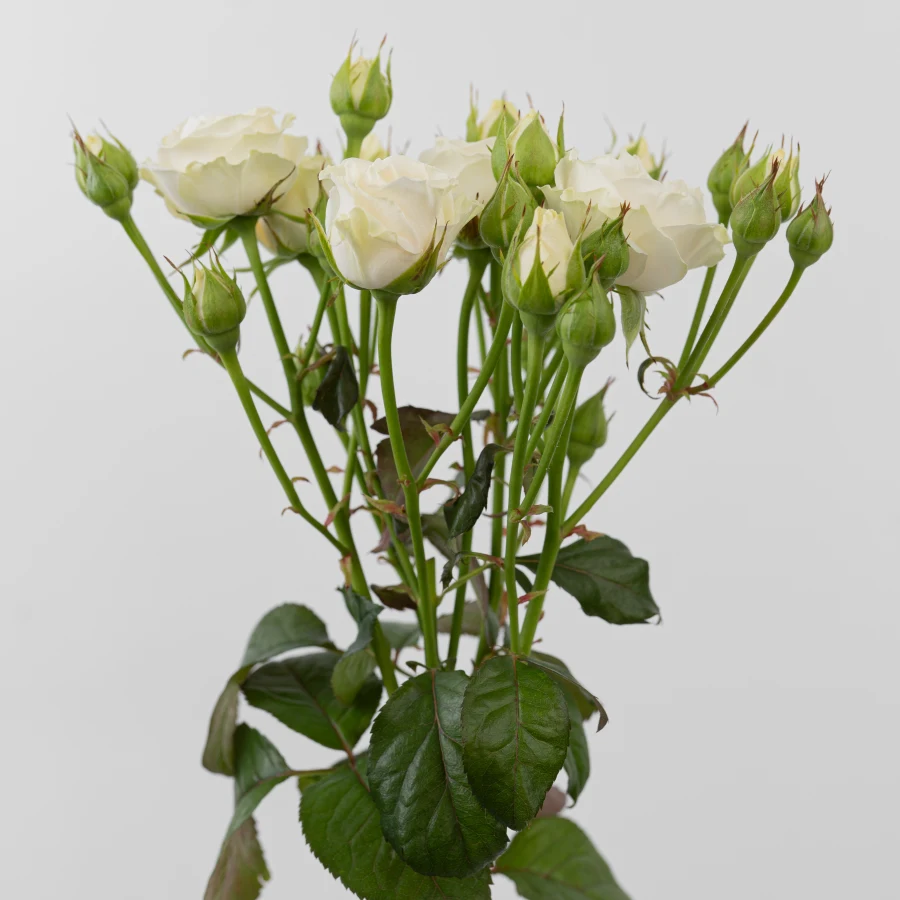 Беларус (Belarus)