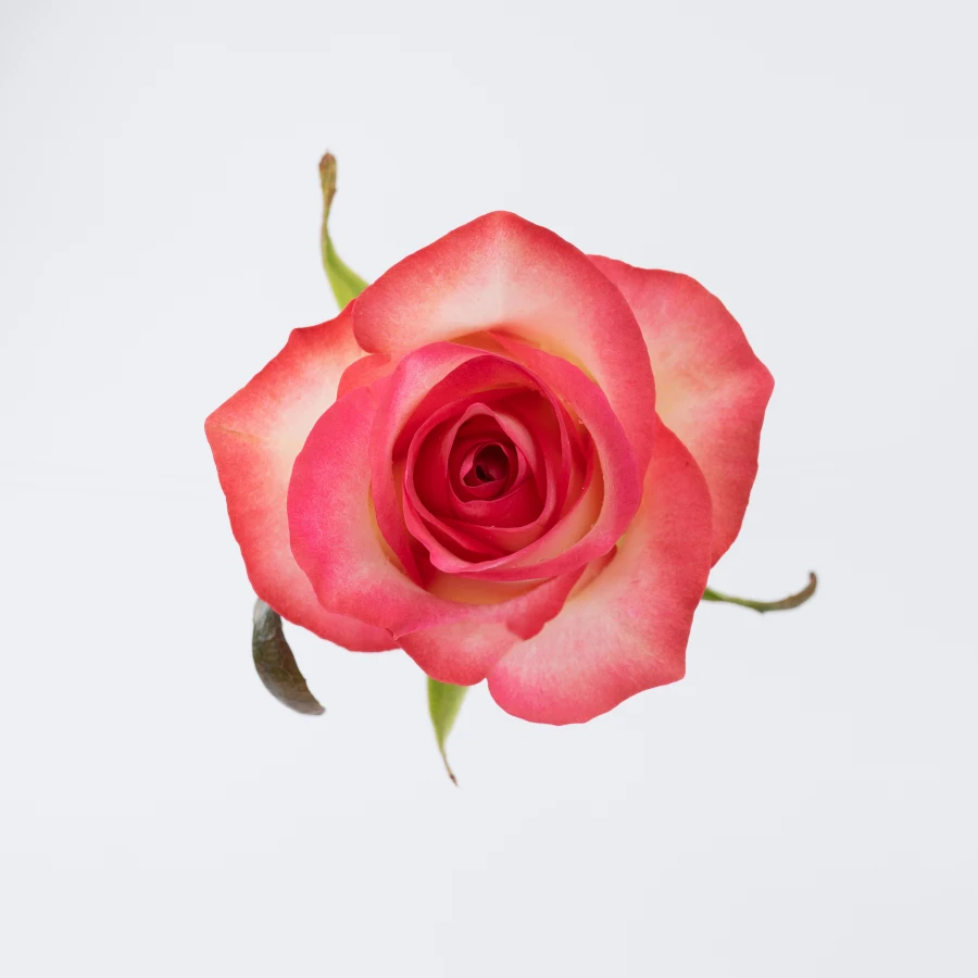 Джумилия (Jumilia)