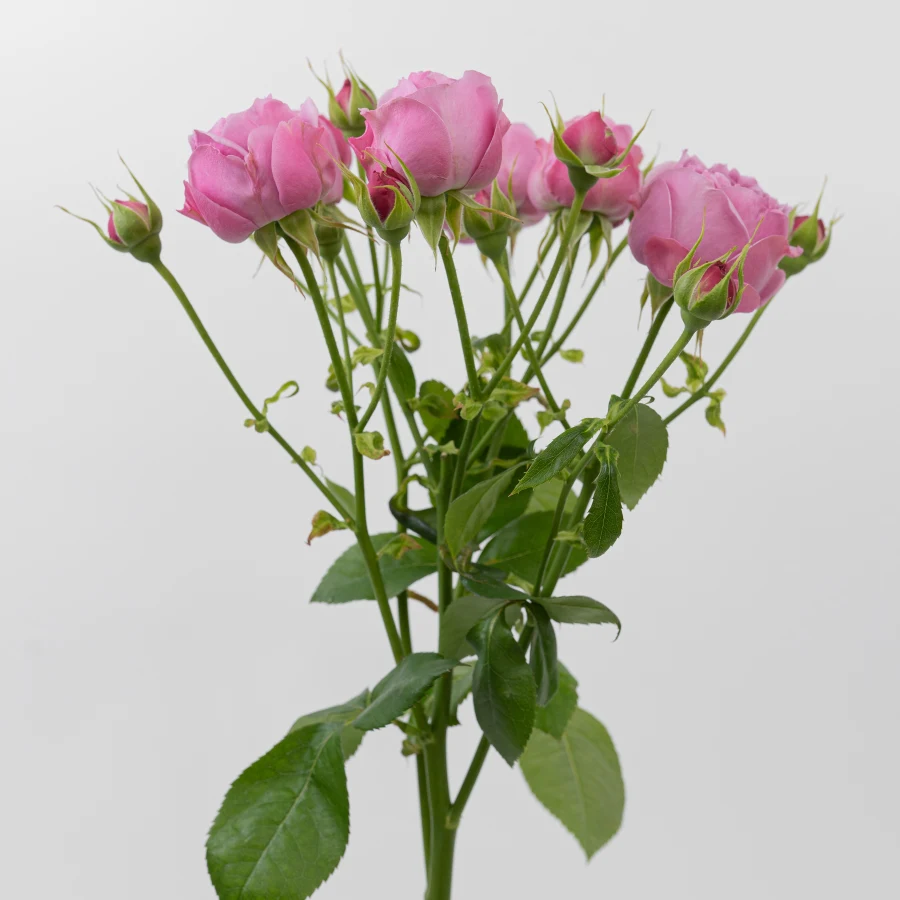 Мисти Баблз (Misty Bubbles)