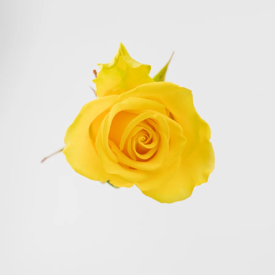 Пенни Лейн (Penny Lane)