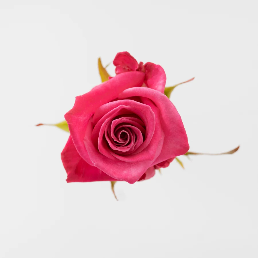 Космик (Cosmiq)