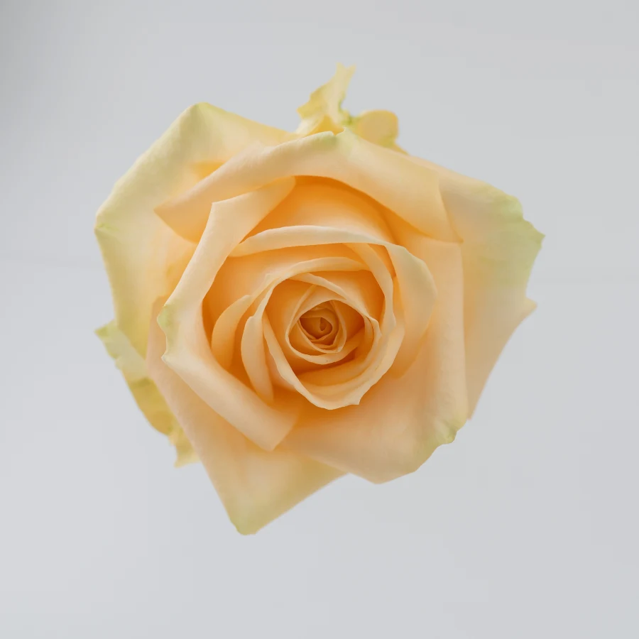 Пич Аваланш (Peach Avalanche)