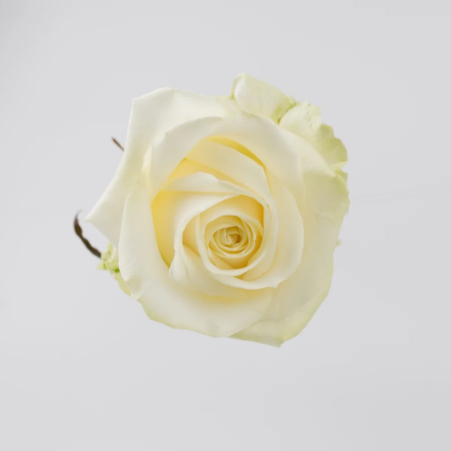 Аваланш (Avalanche)