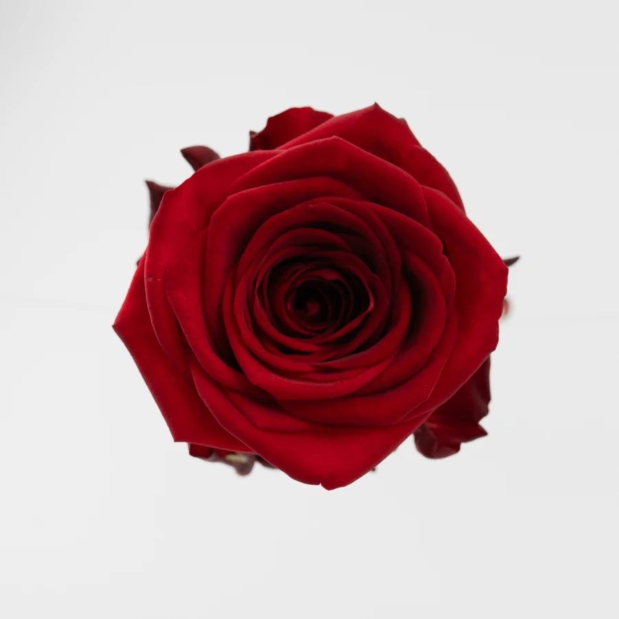 Ред Наоми (Red Naomi)