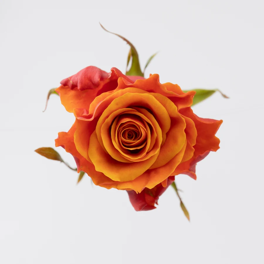 Эспания (Espana)