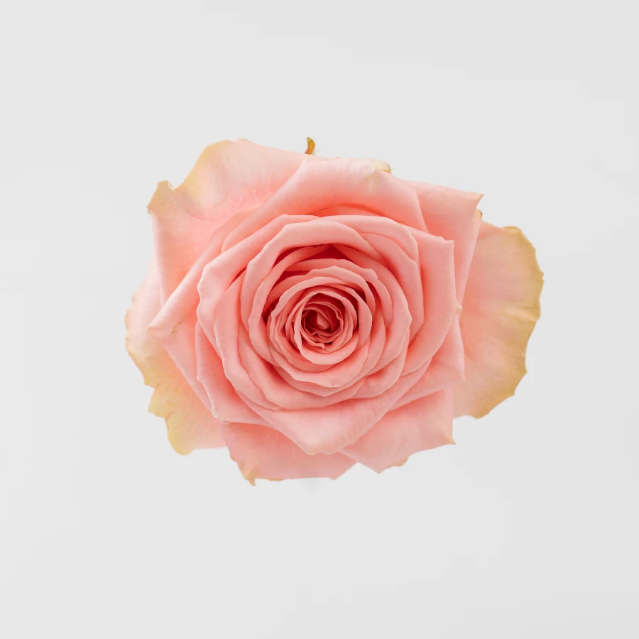 Софи Лорен (Sophia Loren)