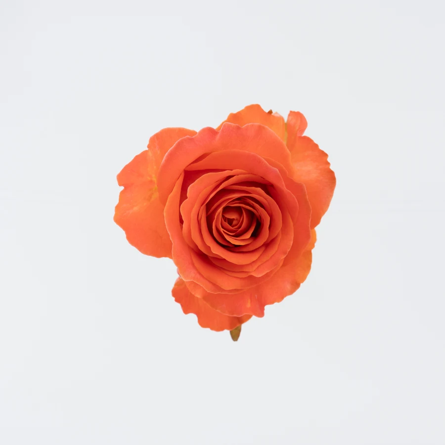 Клэренс (Clarence)