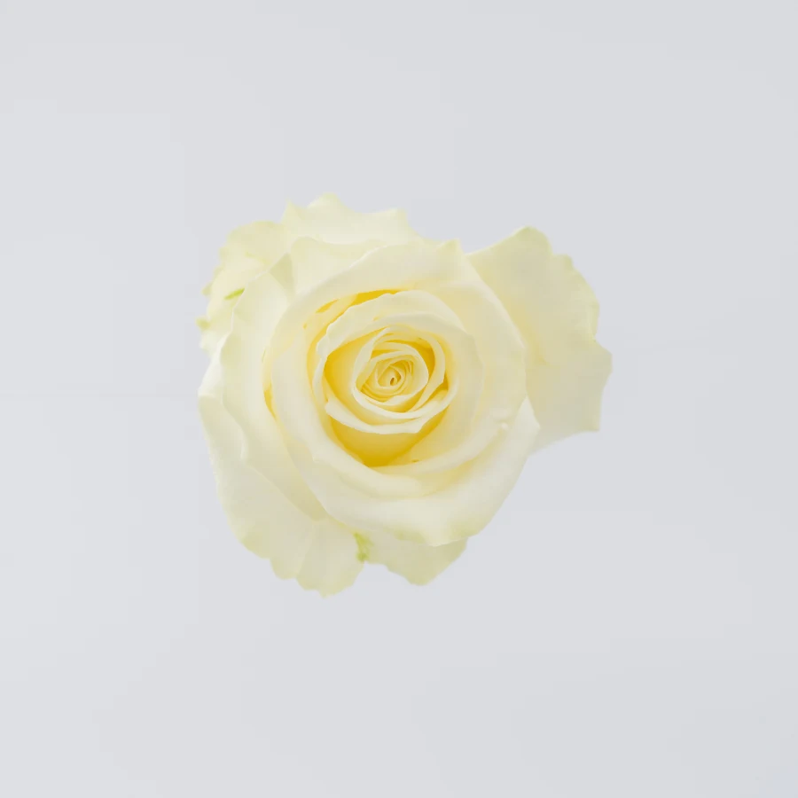 Анабель (Annabel)