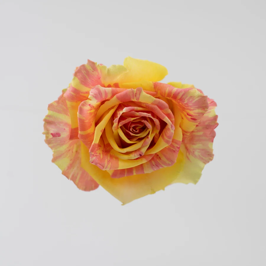 Фиеста (Fiesta)