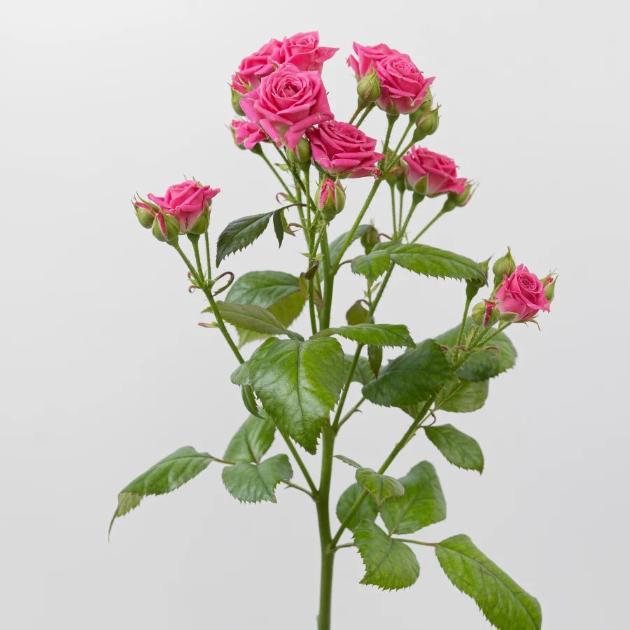 Лавли Лидия (lovely Lydia)