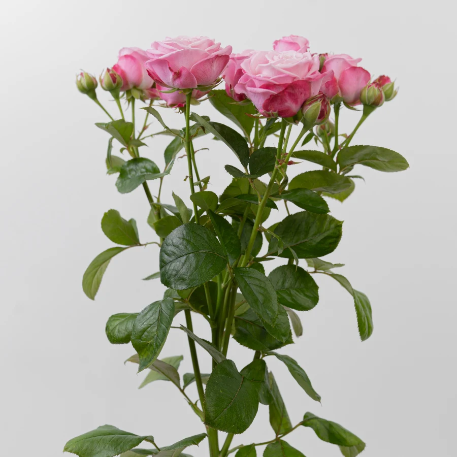 Леди Бомбастик (Lady Bombastic)