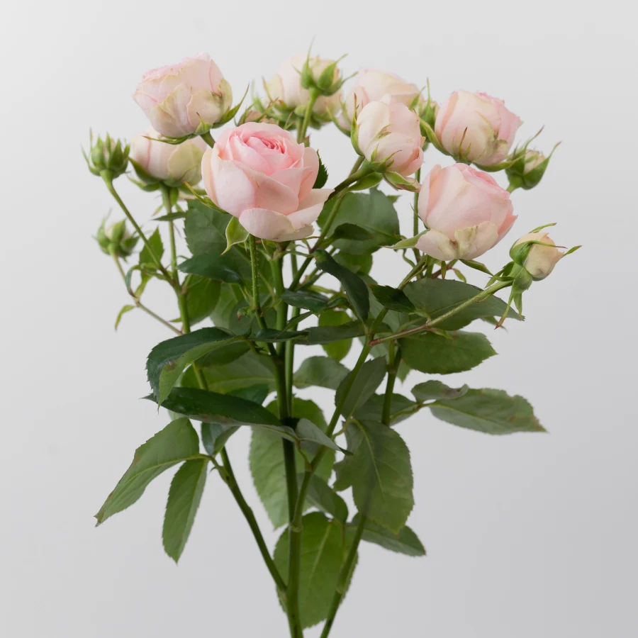 Грэндмас Файнест Кейти (Grandma's Finest Katy)