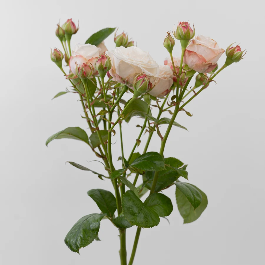 Бомбастик (Bombastic)