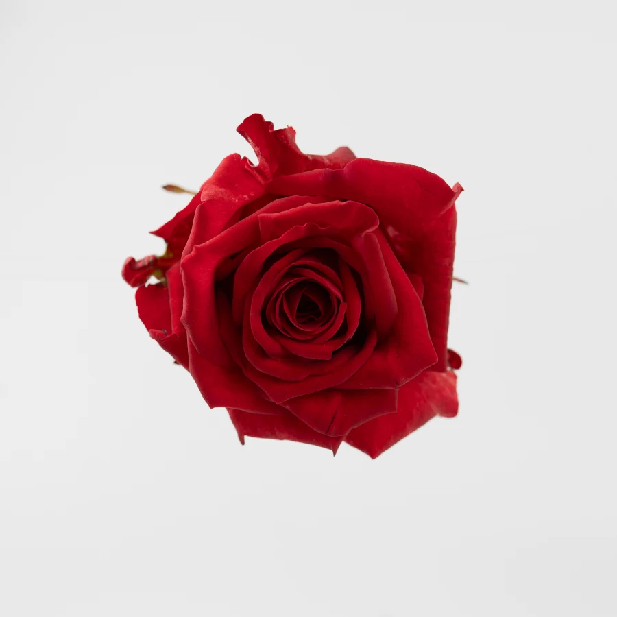 Бухара (Bukhara)