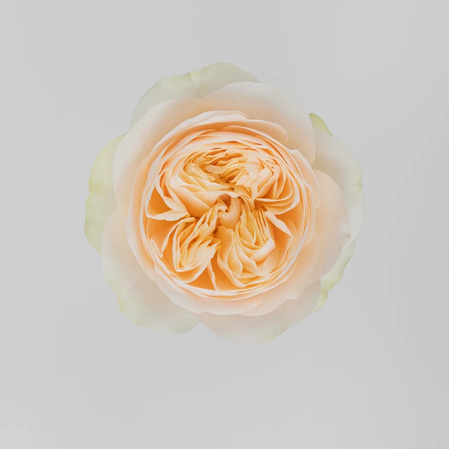 Вединг Чапель (Wedding Chapel)