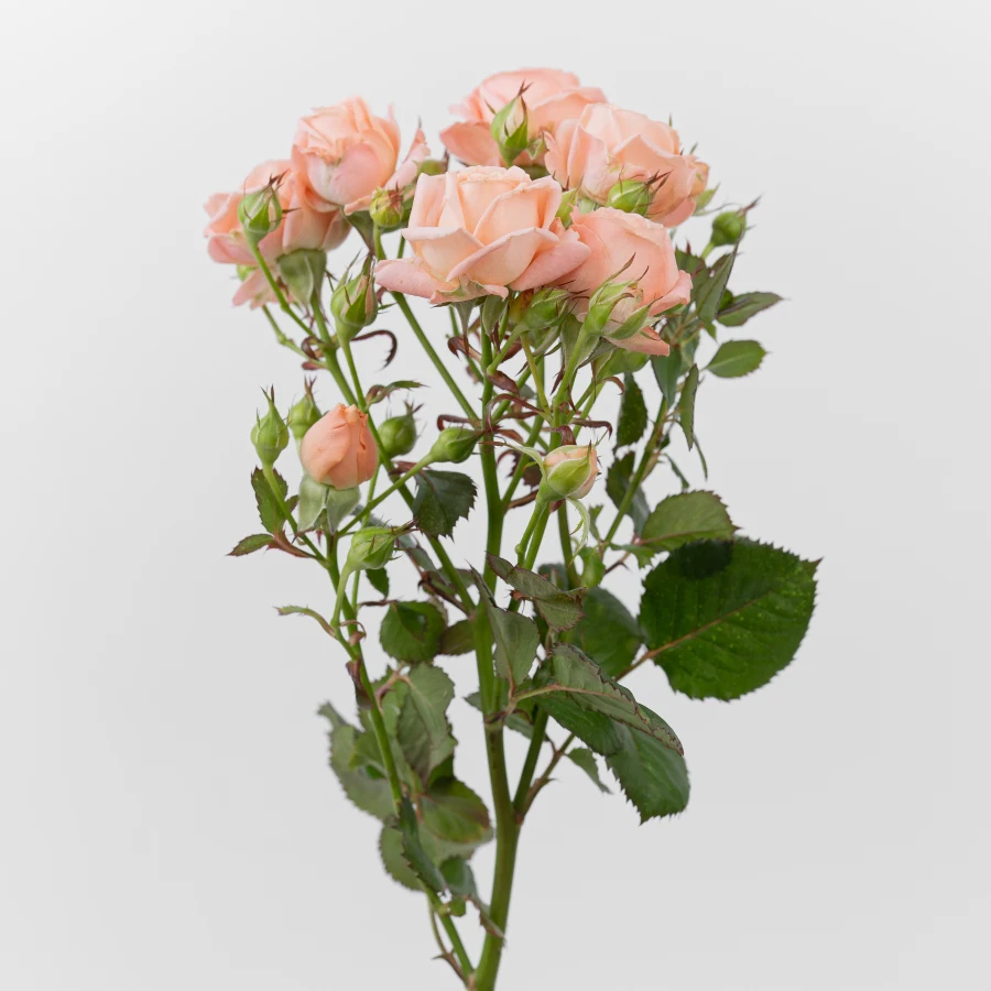 Диферент Дайменшн (Different Dimension)