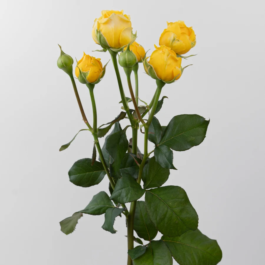 Елоу Баблз (Yellow Bubbles)