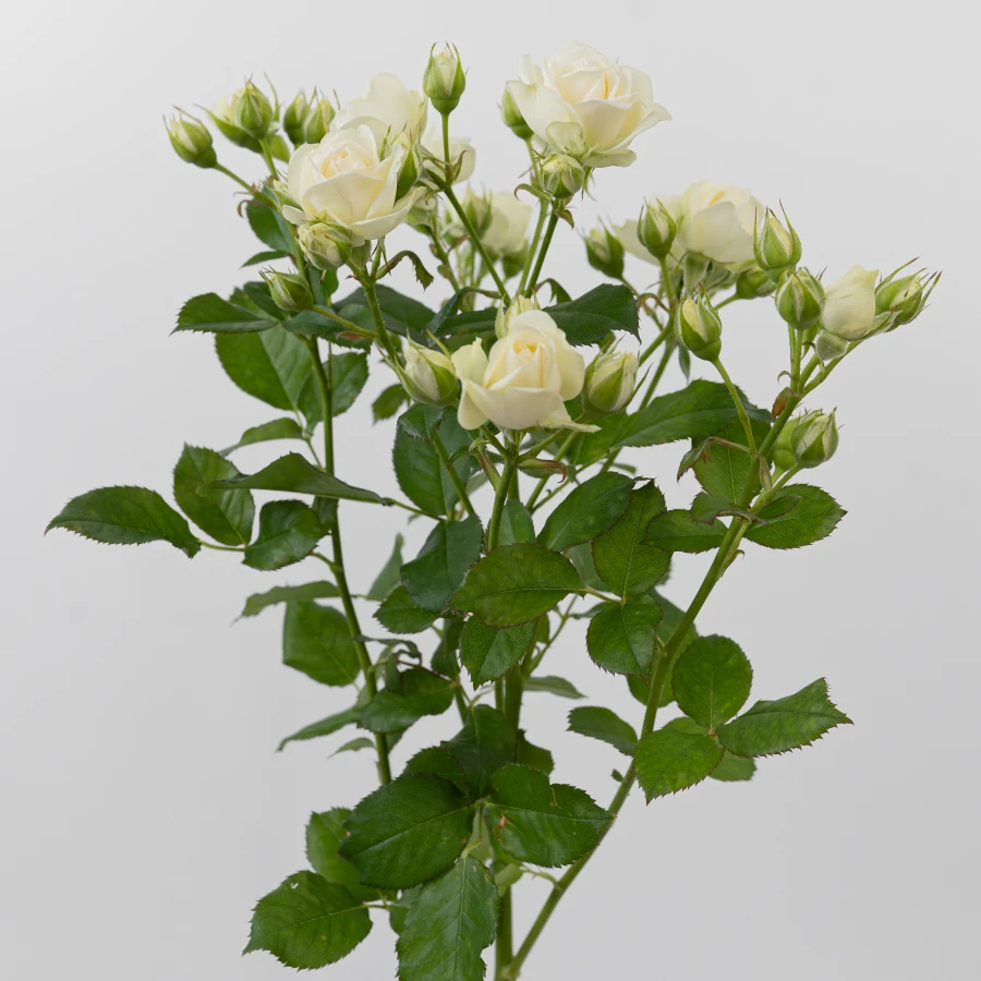 Идилия Дайменшн (Idillia Dimension)