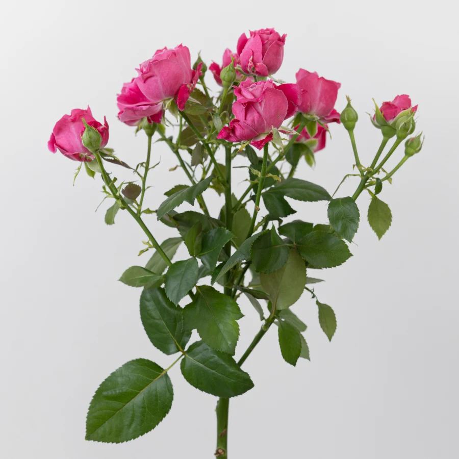 Марвелос Баблз (Marvellous Bubbles)