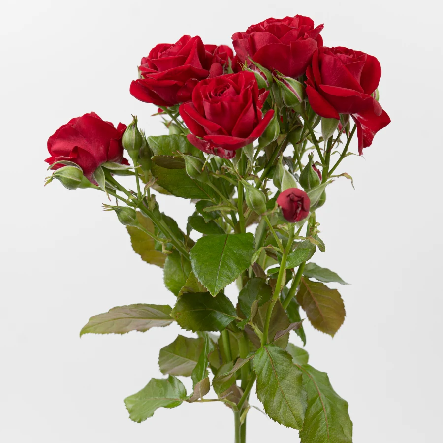 Ред Баблз (Red Bubbles)