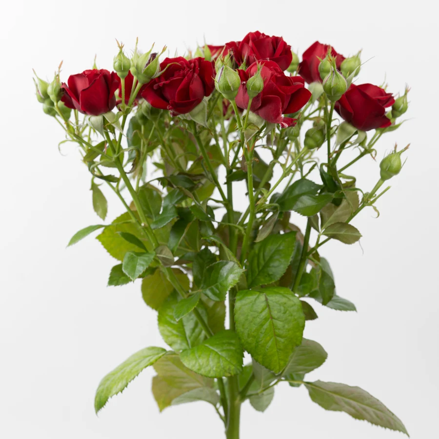 Ред Дайменшн (Red Dimension)