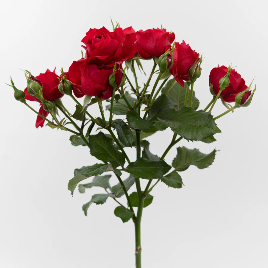 Скарлет Дайменшн (Scarlet Dimension)