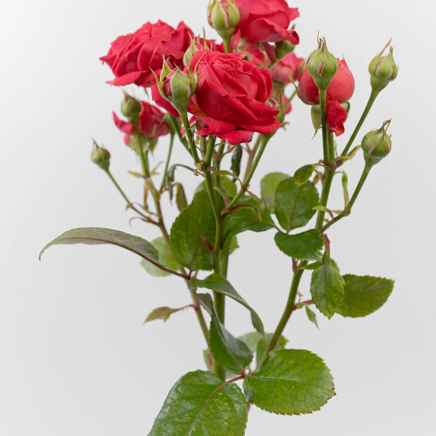 Черри Баблз (Cherry Bubbles)