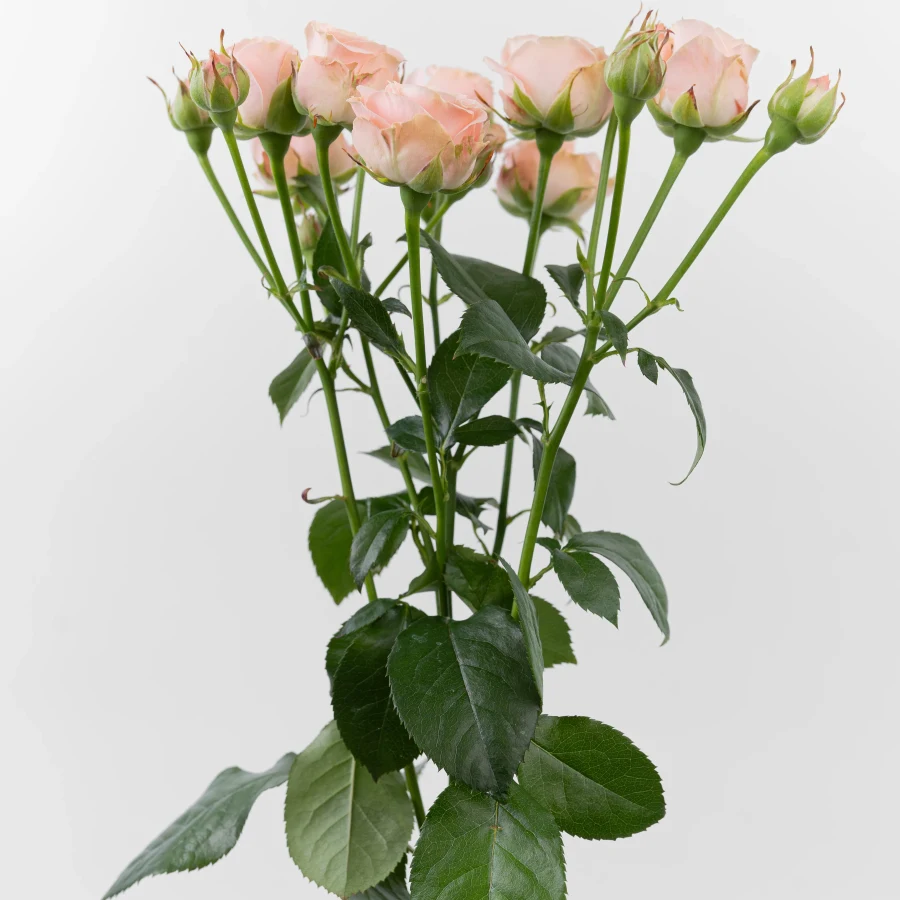 Иксель (Excelle)