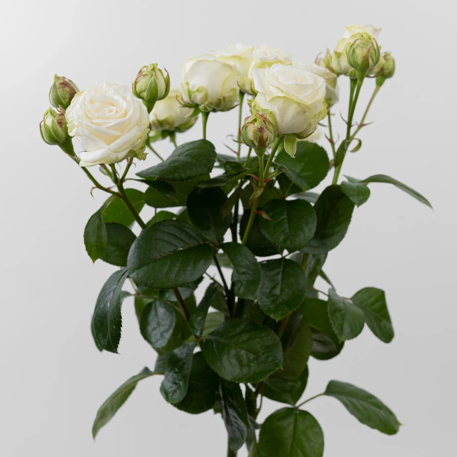 Мисс Бомбастик (Miss Bombastic)