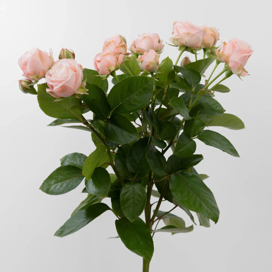 Мадам Бомбастик (Madam Bombastic)