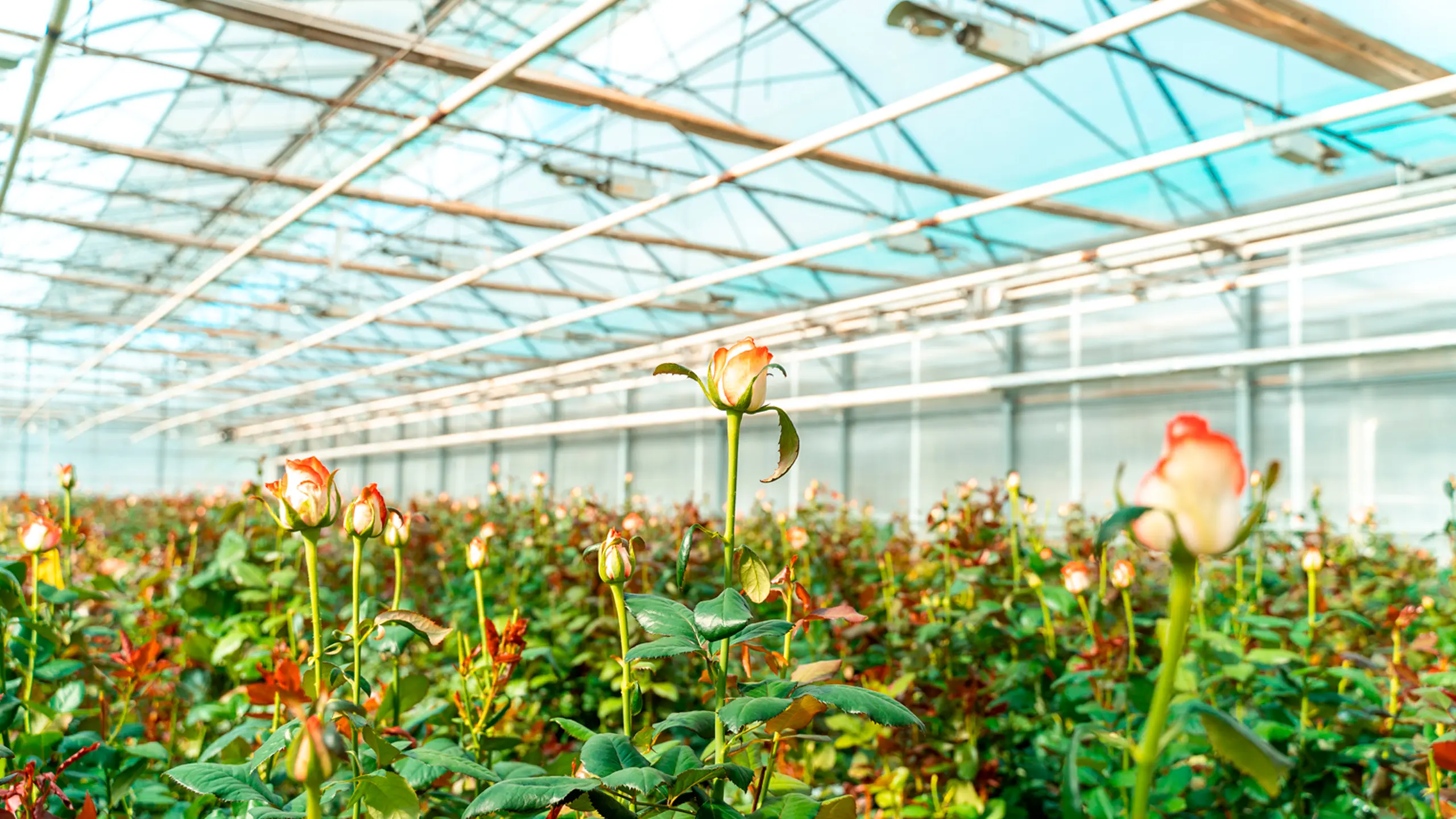 Завершена зимняя экспортная отгрузка в страны СНГ