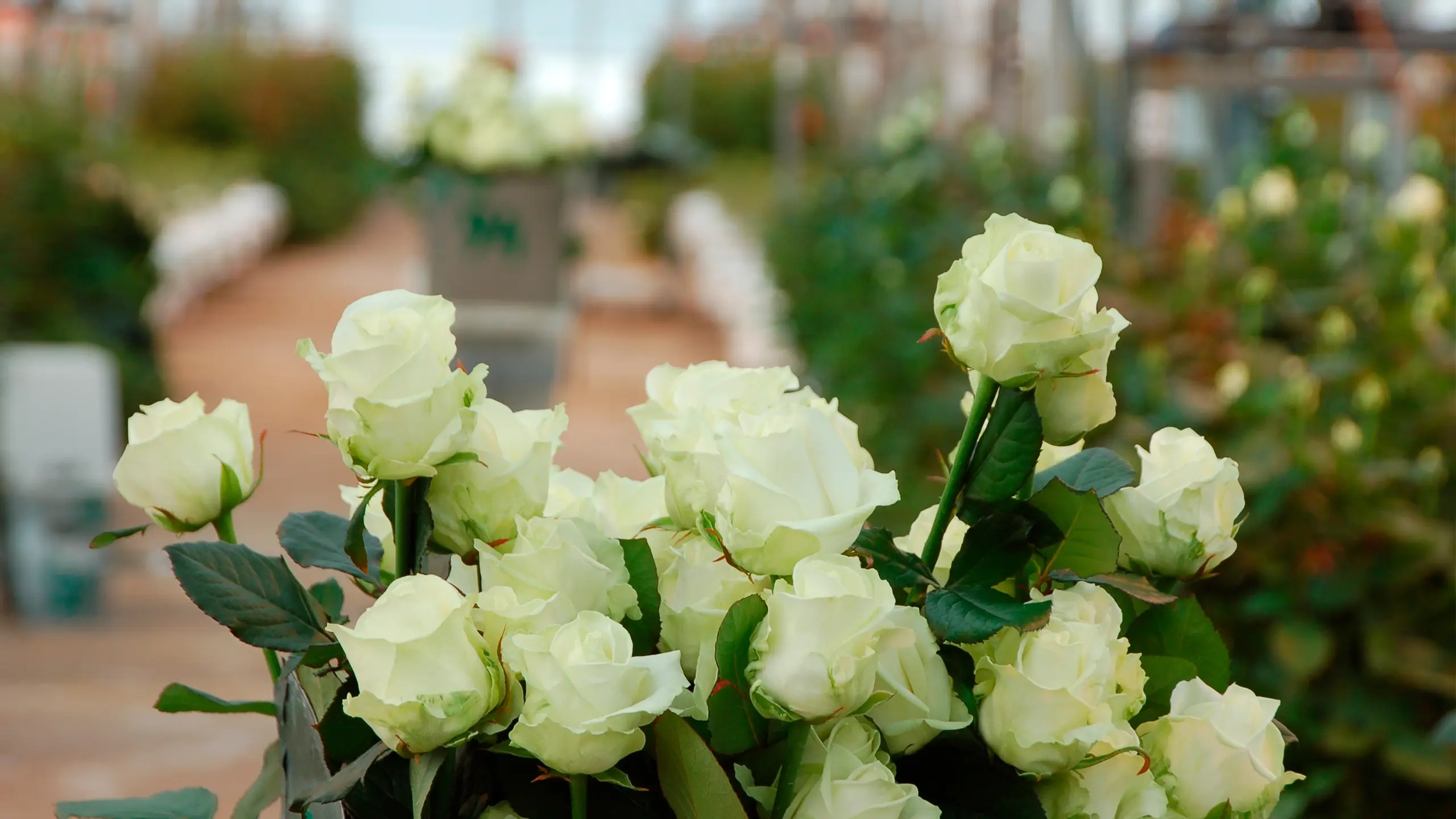 Энергомодернизация тепличного блока N3 завершена